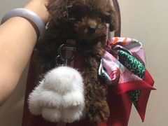 -美联众合动物医院·24h转诊中心
