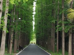 -东平国家森林公园