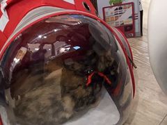 -pd派德宠物中心医院24H急重症·眼科中心·血液透析中心(嵩山北路店)