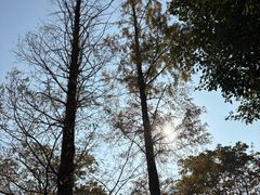 -八大山人梅湖景区