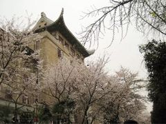 -武汉大学-樱园