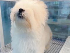 -翊宠yipet猫狗购宠庄园犬舍•猫舍