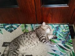 -团子家猫咪猫咖馆·柯基·柯尔鸭