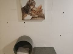 -有猫主题·治愈系猫咖(曾厝垵店)
