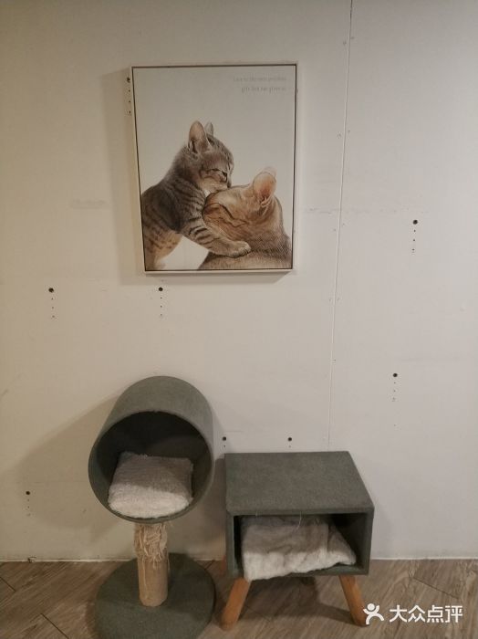 有猫主题·治愈系猫咖(曾厝垵店)图片