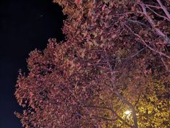 -星巴克(淮安金鹰店)