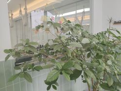 -莫纳瑜伽·普拉提