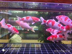 -中环花鸟鱼虫市场