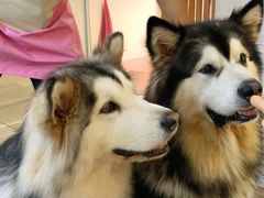 -李小姐の猫咖啡馆(五角场店)