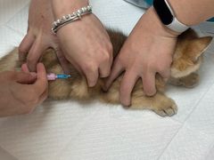 -中农大我爱我爱动物医院·核磁CT·猫病·24小时夜诊中心(石佛营店)