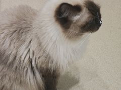 -藏猫猫咖啡主题馆(中央大道店)