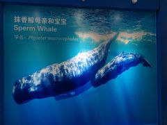 -上海海洋大学鱼文化博物馆(军工路校区)