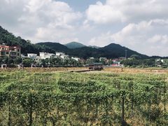 -红山村