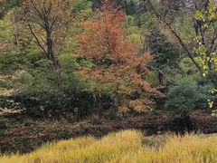 -塔川景区