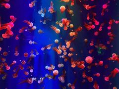 -成都浩海立方海洋公园