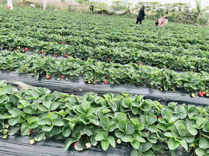 万胜围草莓园-"交通:地铁万胜围一出地铁走几步就到了,.