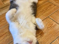 -遇见羊驼·奶狗咖·布偶猫咖·法斗柯基柴犬阿拉斯加(春熙路太古里IFS店)