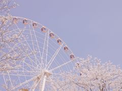 -顾村公园