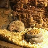 只有企鹅和水母和几个小鱼 海星不能手摸