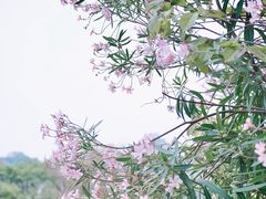 -香蜜公园