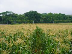 -光明小镇欢乐田园