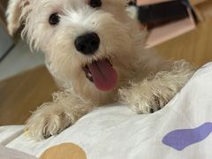 -翊宠yipet猫狗购宠庄园犬舍•猫舍