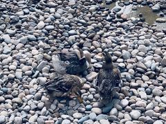 -恒義诚·老鼠窟国营饭店(桥头街店)