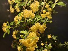 -龙猫意杯花园餐厅(芙蓉湖店)