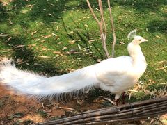 -昆明动物园