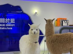 -Blue Concept Cafe&Farm·關於藍