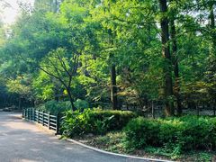 -东平国家森林公园