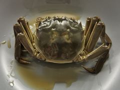 -黄记大闸蟹专卖店·活蟹·醉蟹