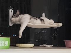 -瑞鹏宠物医院·骨科·猫科·内科(第一中心)