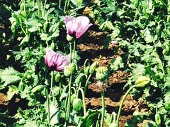 -国家植物园南园