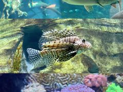 -珠海长隆海洋王国