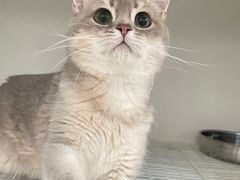 -lincat·猫舍(广州店)