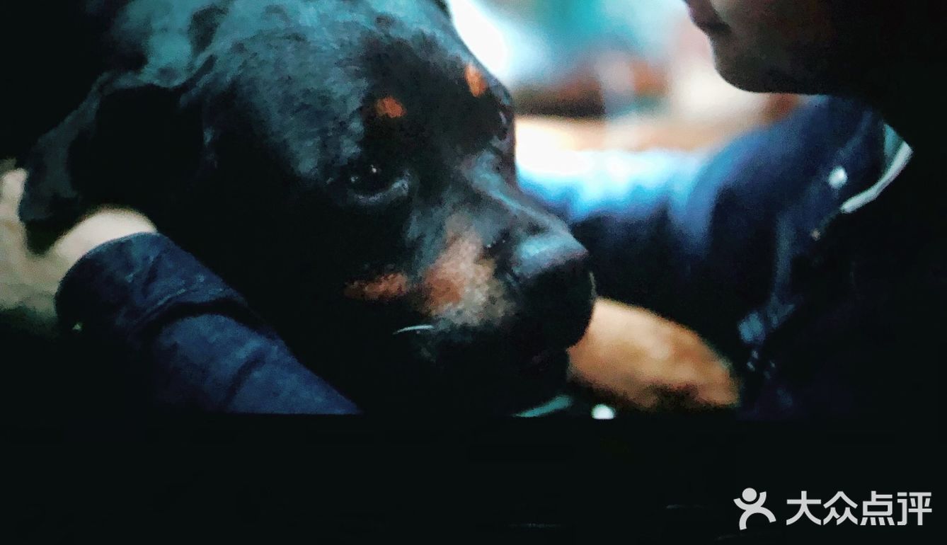 因为家里养宠物的原因，所以特别喜爱小动物