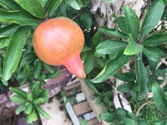 -龙大花卉苗木市场