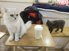 -李小姐の猫咖啡馆(五角场店)