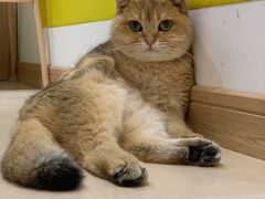 -猫在这儿猫咪咖啡馆·撸猫馆