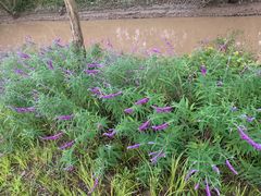 -桤木河湿地公园