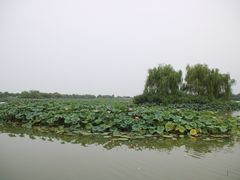 -白洋淀景区