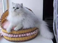 -十年猫舍·猫咪专门店(普陀店)