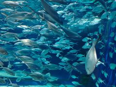 -上海海洋水族馆