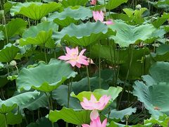 -荔湾湖公园