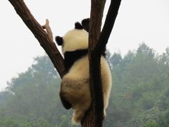 -都江堰中华大熊猫苑