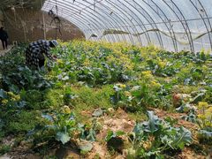 -万源龙顺度假庄园生态观光园