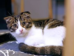 -平行世界·猫咖(首经贸店)