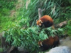 -都江堰中华大熊猫苑