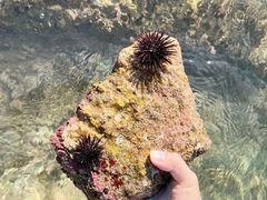 -巽寮湾